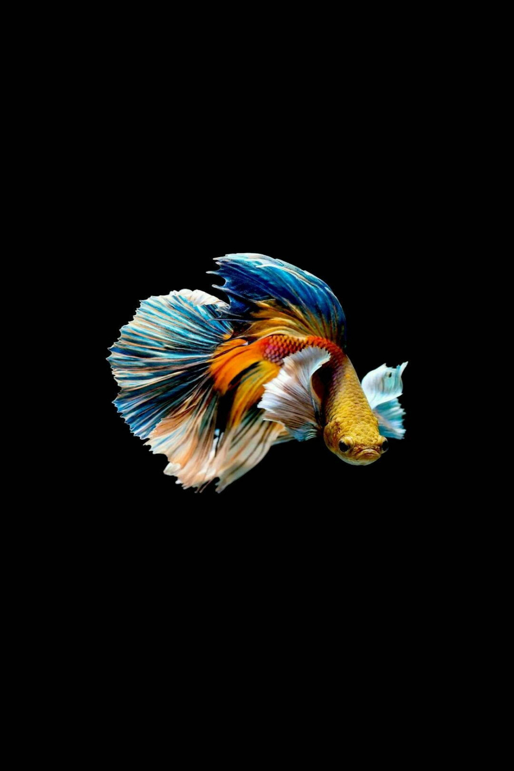 +] Fish Iphone Wallpapers  Wallpapers