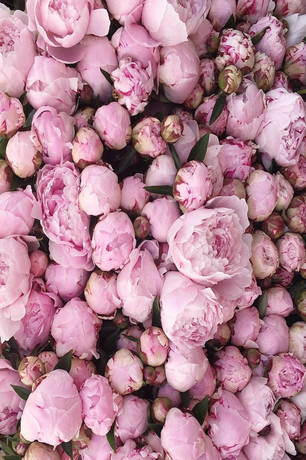 fleur aesthetic  Peonies season, Peonies and hydrangeas