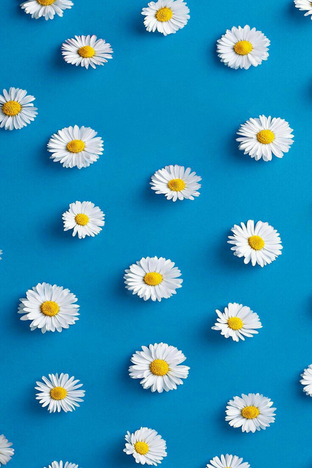 Flowers  Tumblr iphone wallpaper, Iphone background, Daisy wallpaper