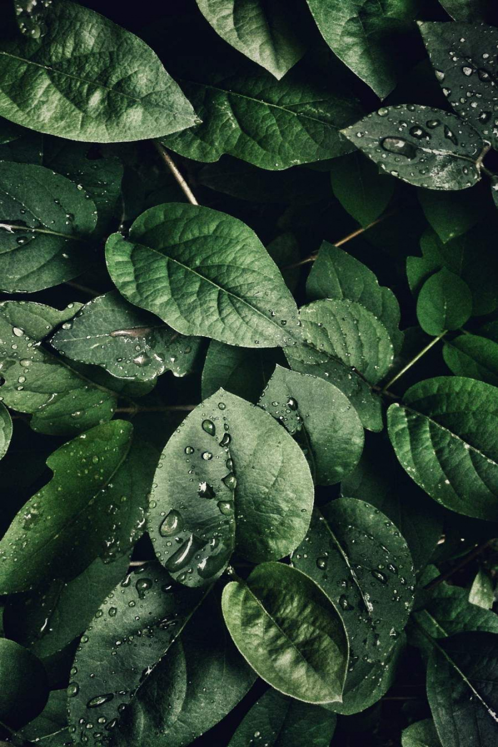 Green Foliage iPhone Wallpaper  Best nature wallpapers, Nature