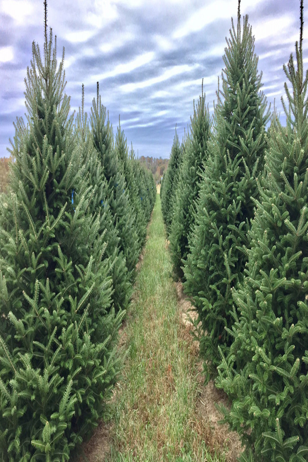 Heritage Valley Tree Farm - Missouri Grown Christmas Trees and Pecans