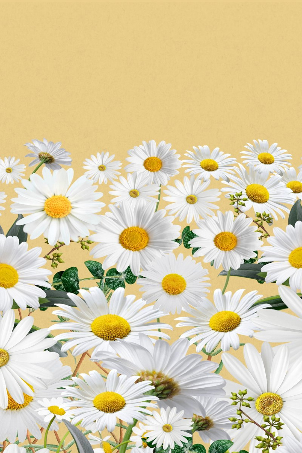 Wallpapers Daisy Phone Images  Free Photos, PNG Stickers