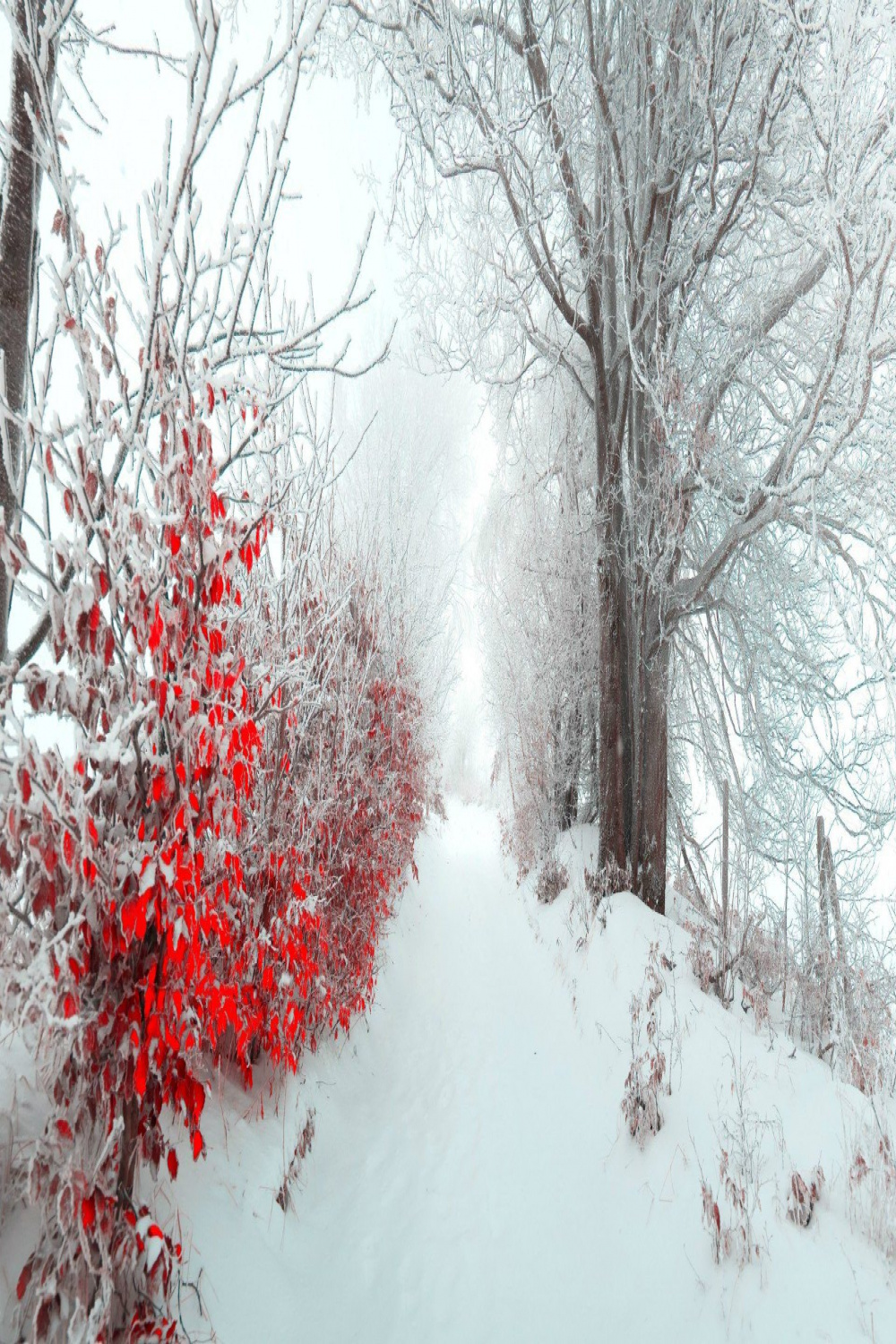 Winter Snow on red leaves • /r/wallpapers  Winter wallpaper