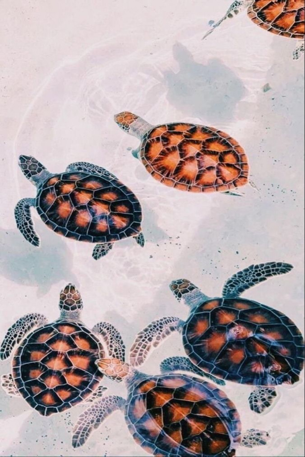 Atheistic pictures  Turtle wallpaper, Beach wall collage, Cute