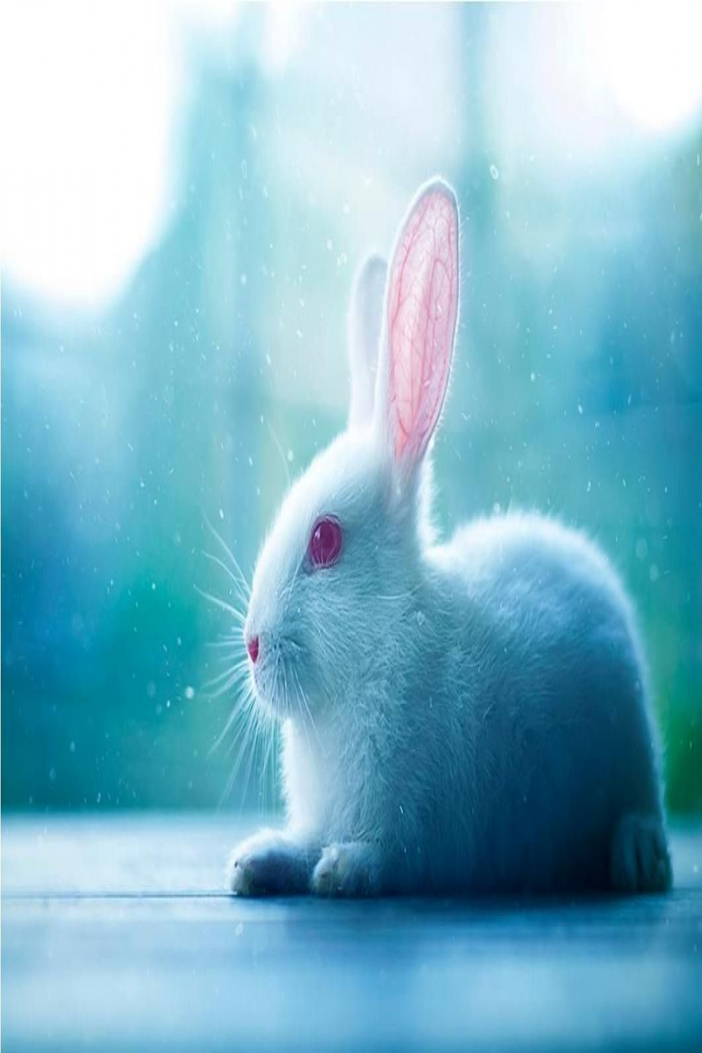 Blue Bunny Rabbit Cute Animals  Cute animals, Animals, Animal