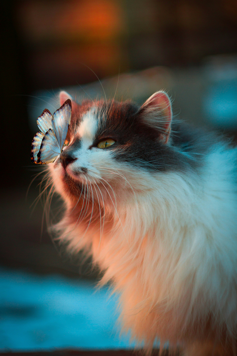 Cat Wallpapers: Free HD Download [+ HQ]  Unsplash