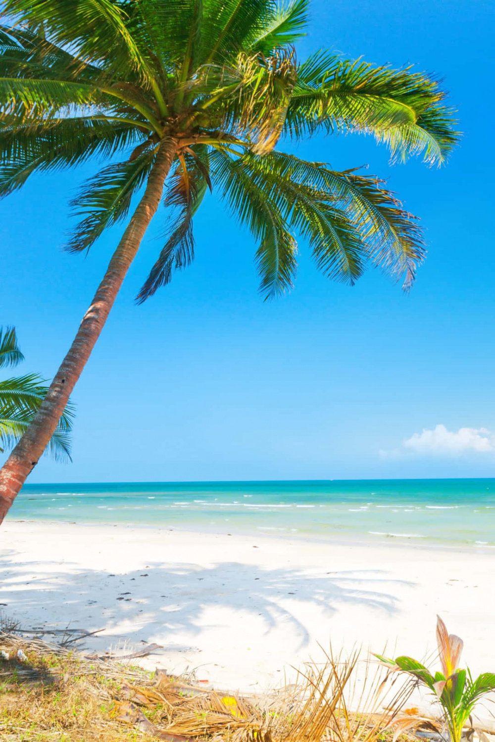 Download Palm Trees Beach Relaxing Summer Wallpaper  Wallpapers