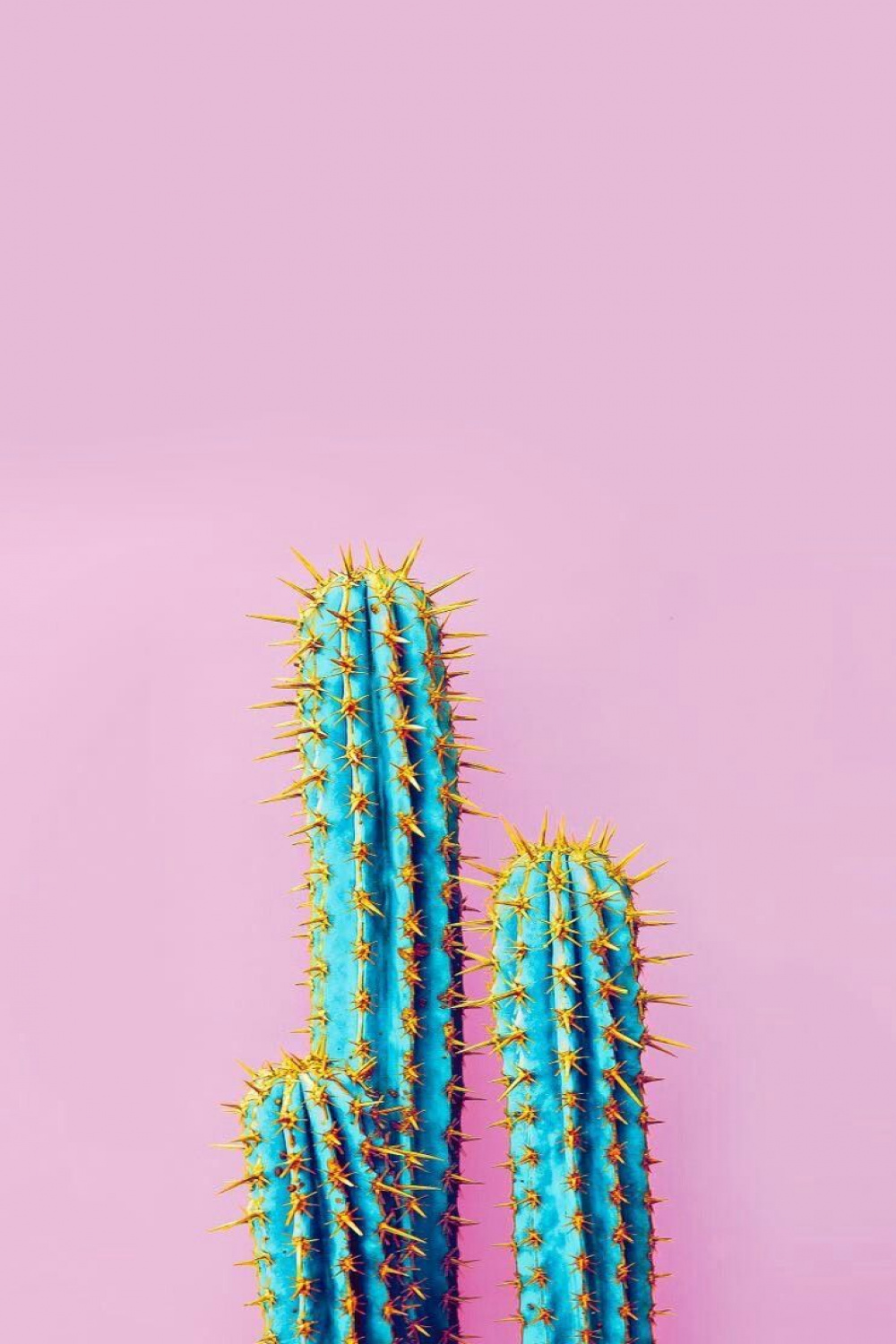 iPhone Wallpapers: Cactus iPhone Wallpaper  Fond d