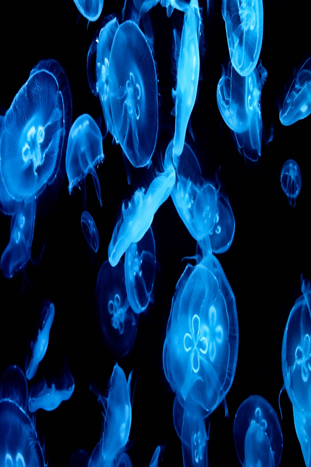 JellyFish HD Wallpaper  Jelly wallpaper, Blue jellyfish, Fish