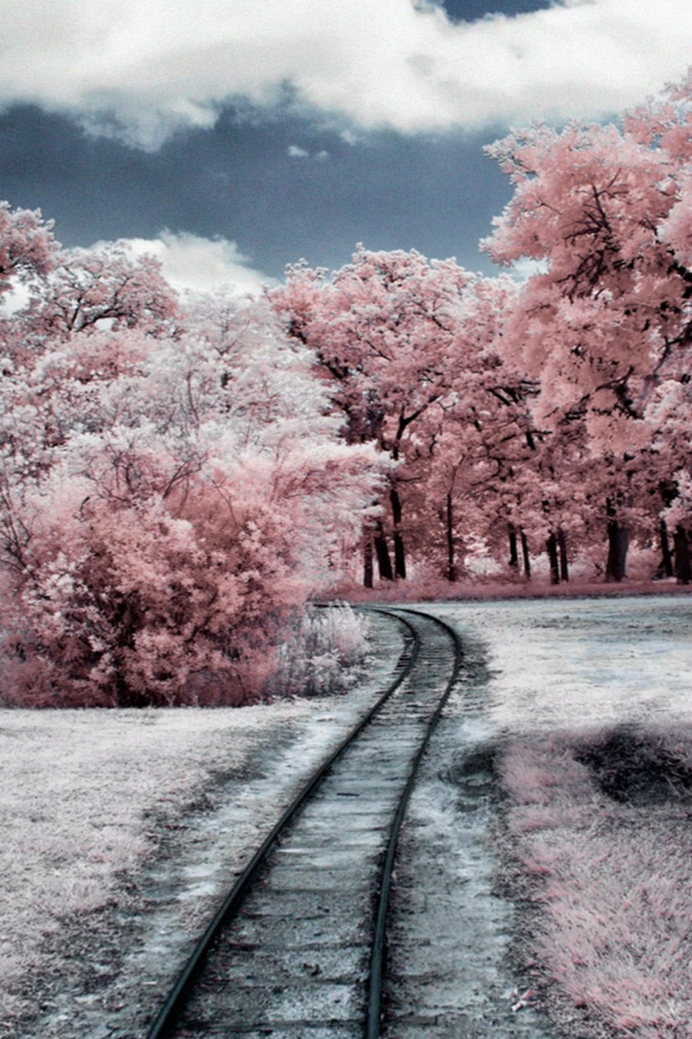 Nature Winter Through Pink Woods iPhone  Wallpaper Download