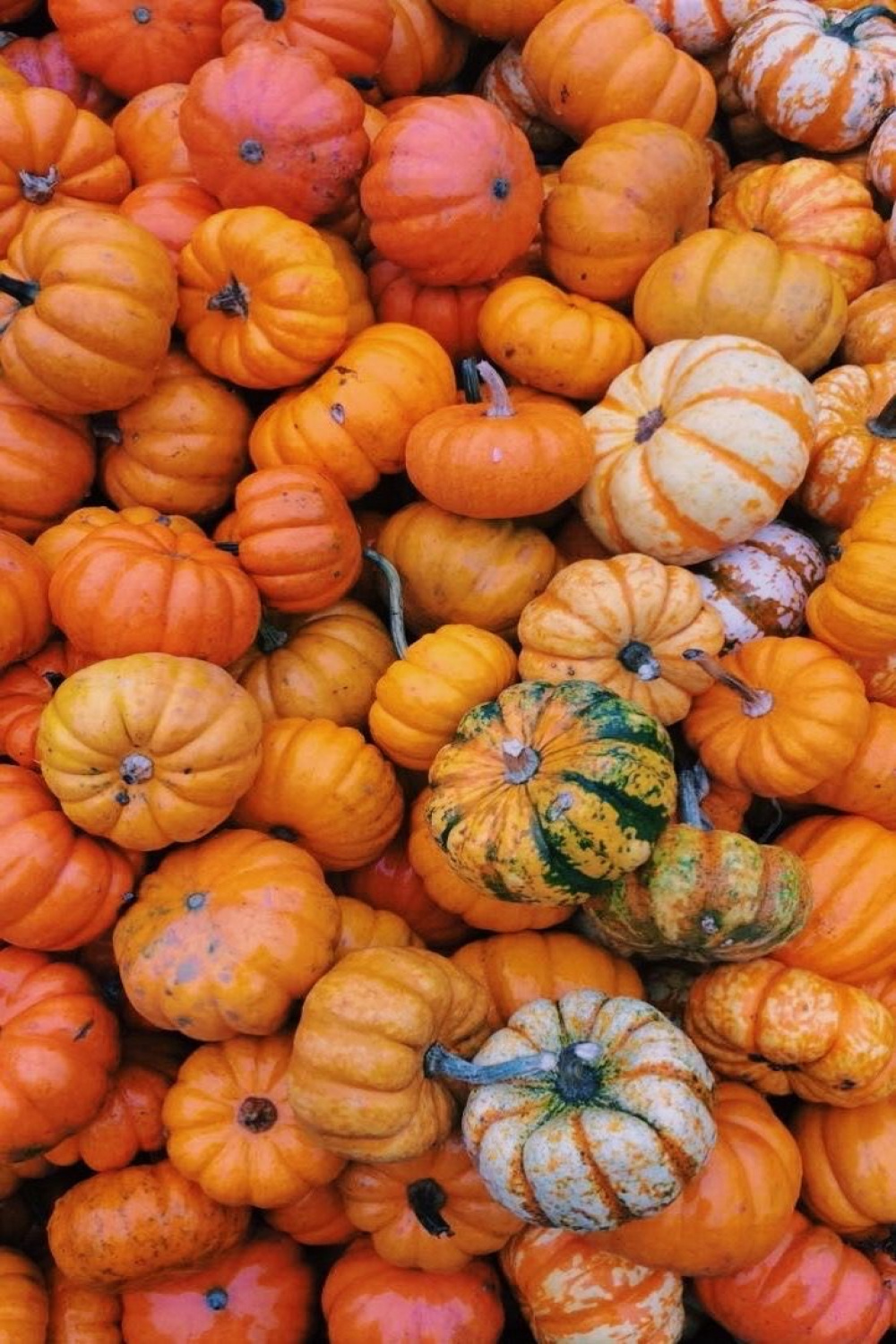 Pin by juliastepanyan on Sweet November  Pumpkin wallpaper