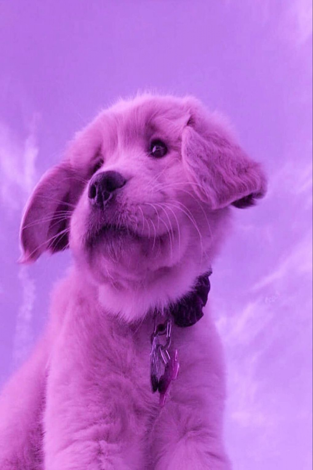 Purple aesthetic  Baby animals pictures, Cute little animals