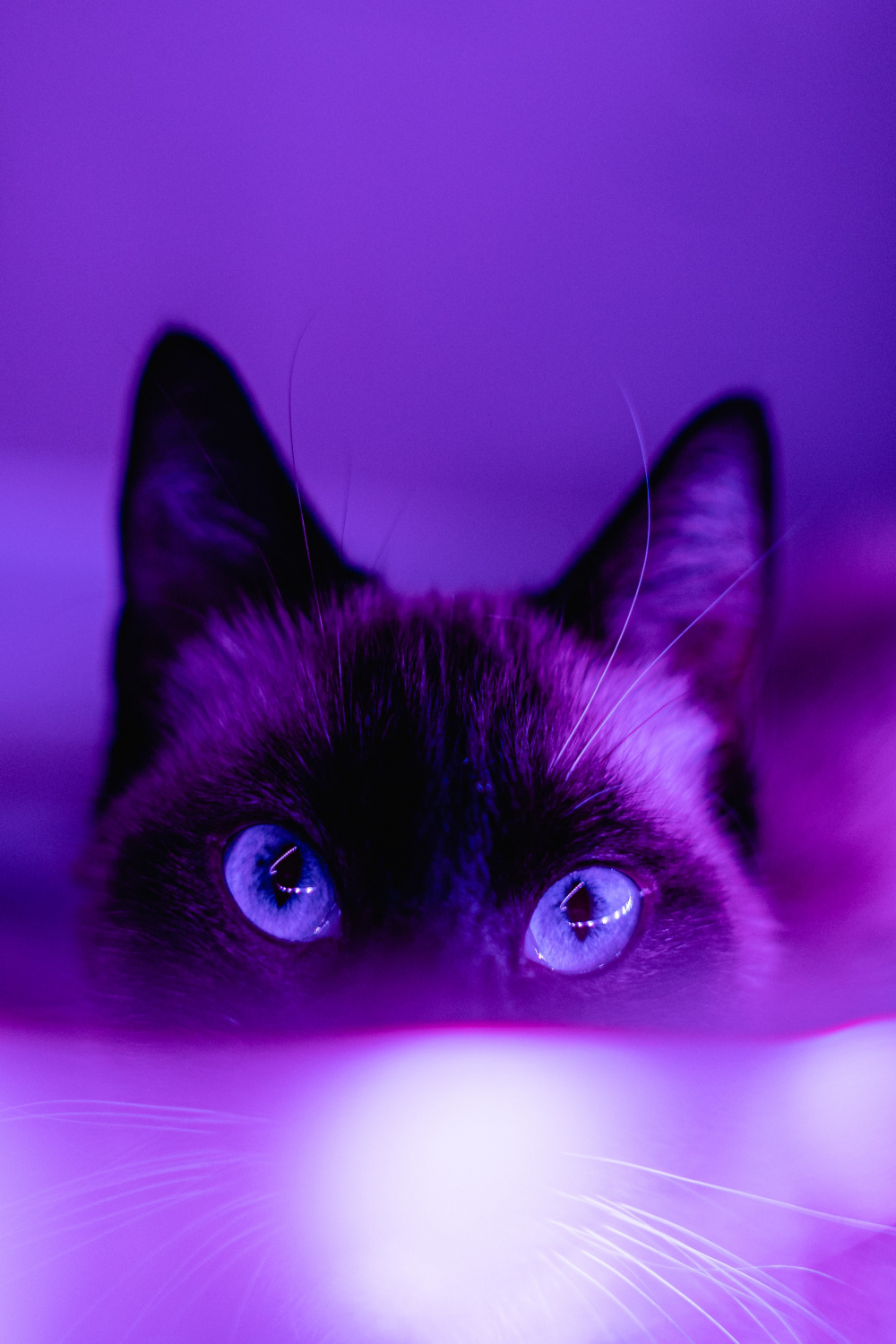 Purple Wallpapers: Free HD Download [+ HQ]  Unsplash