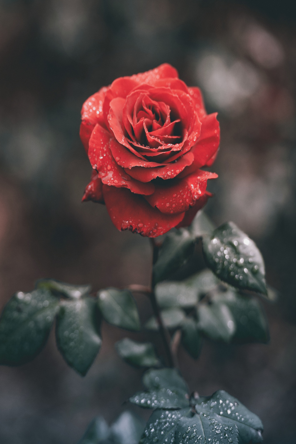 Rose Wallpapers: Free HD Download [+ HQ]  Unsplash