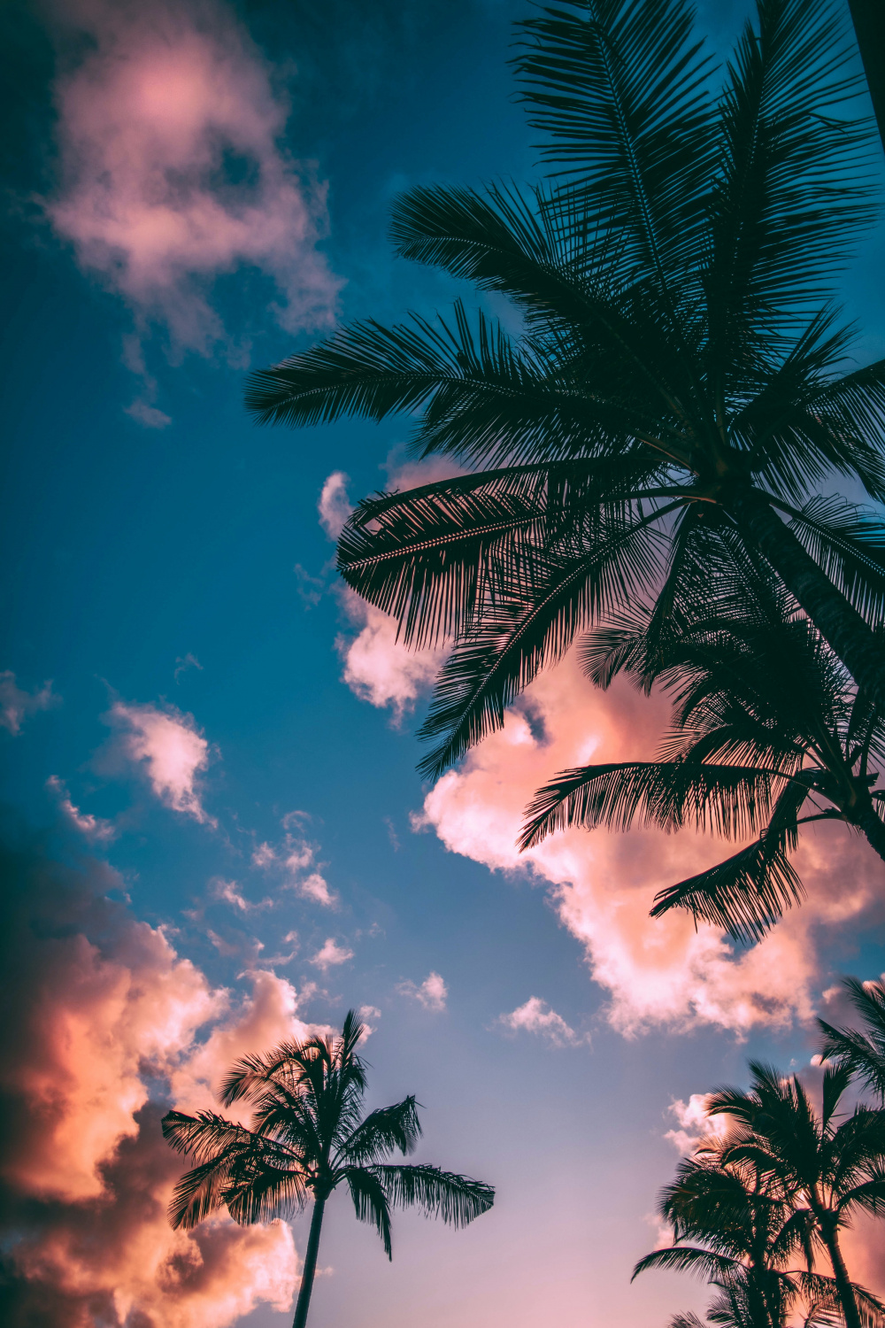 Summer Sunset Pictures  Download Free Images on Unsplash