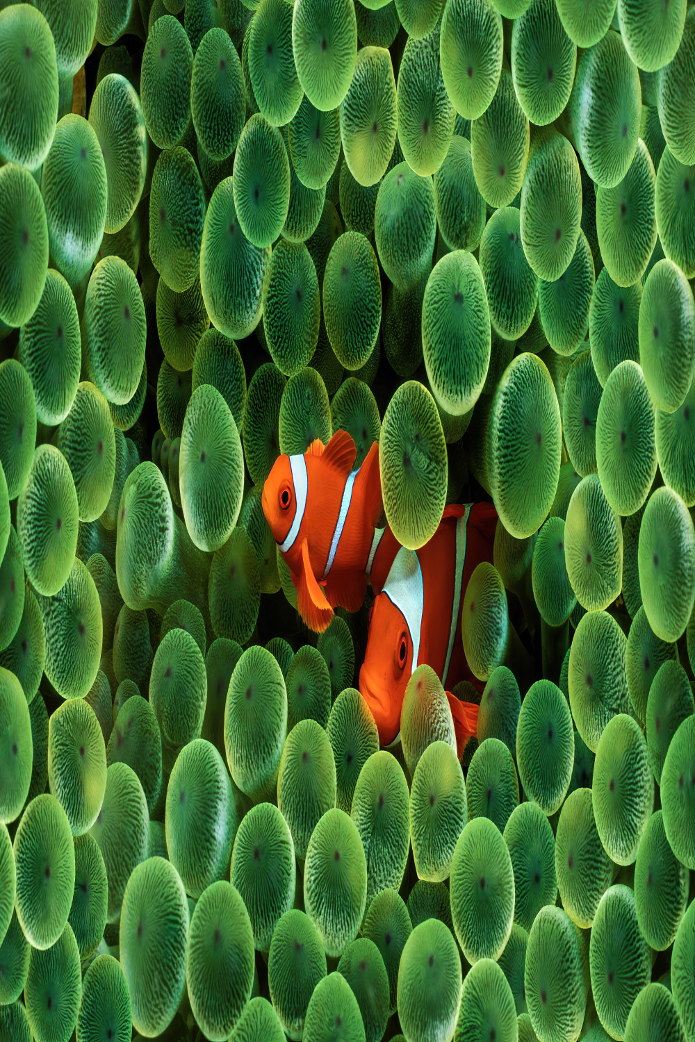 The old Apple Clown Fish wallpaper upscaled to [x] : r