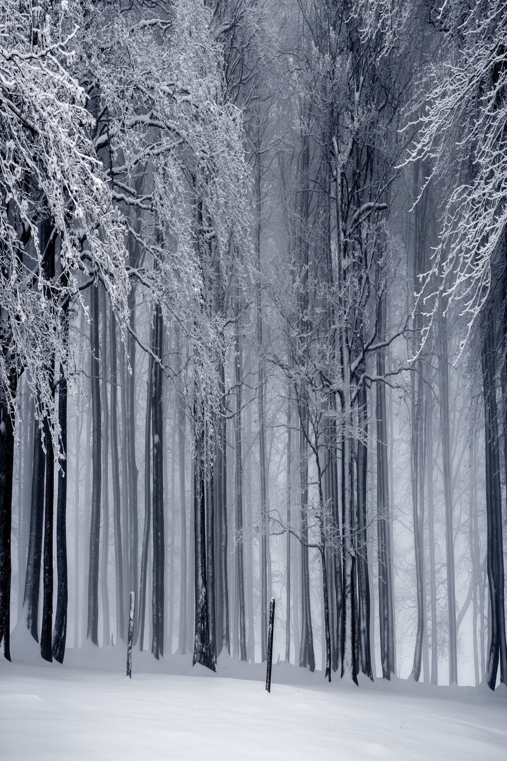 Winter Forest Photos, Download The BEST Free Winter Forest Stock