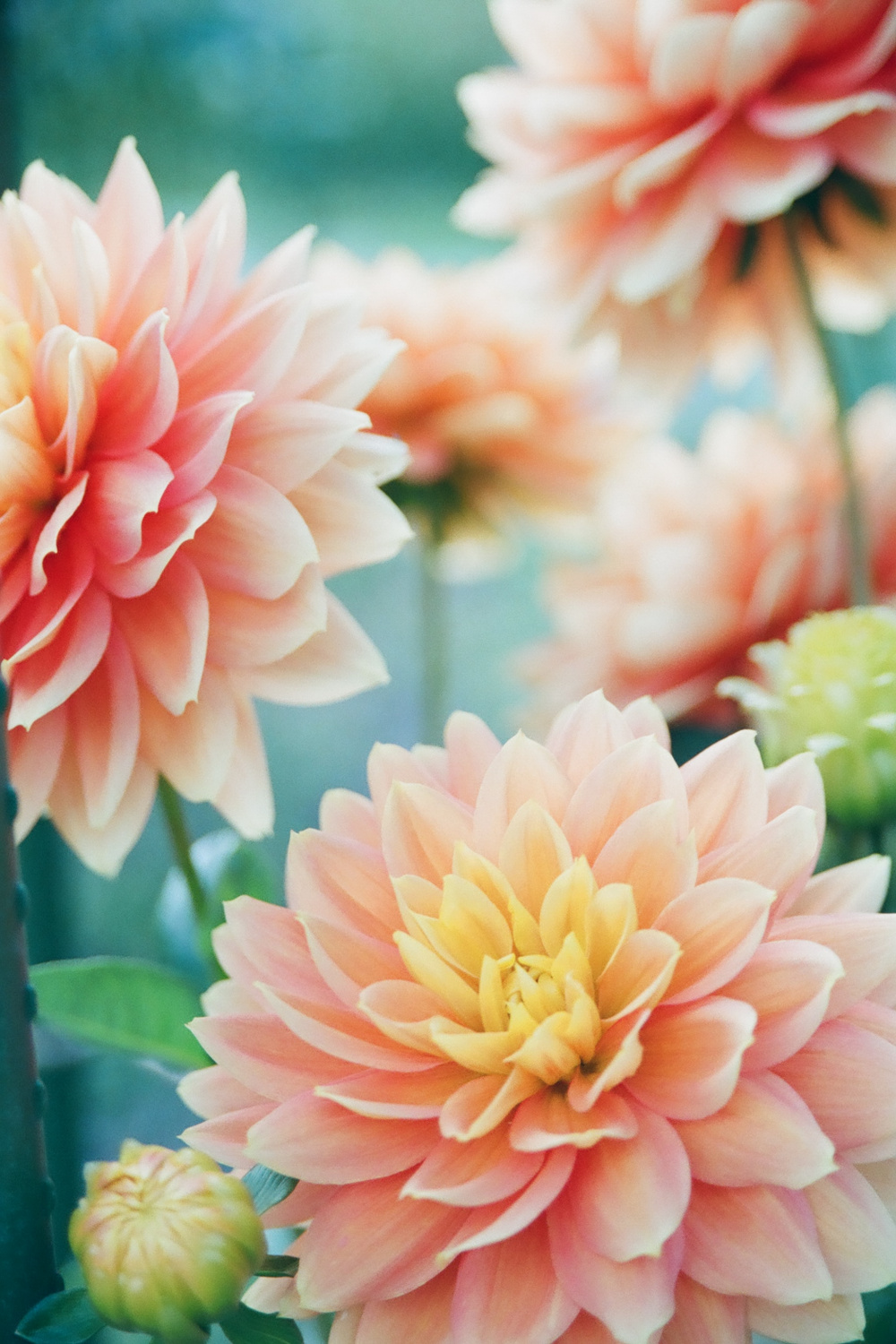 Flower Wallpapers: Free HD Download [+ HQ]  Unsplash