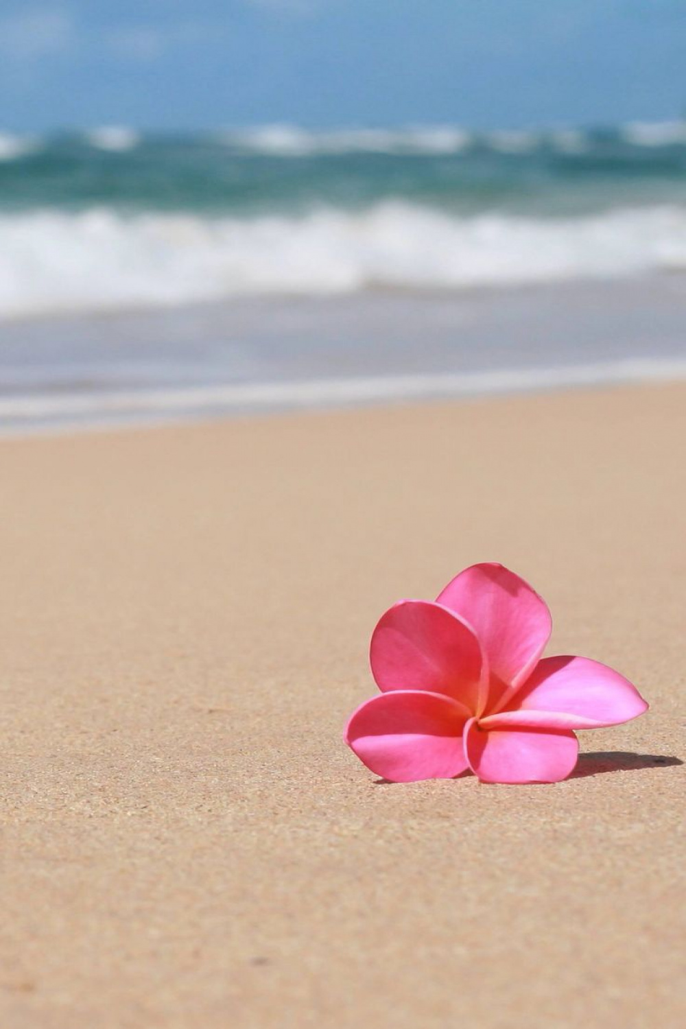 Hawaii More  Flower background wallpaper, Beach wallpaper, Summer