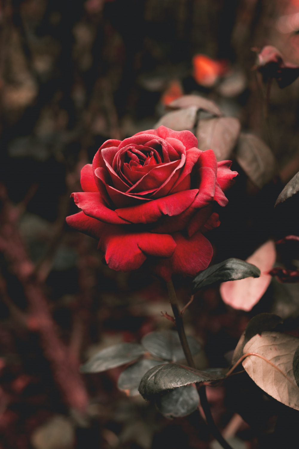 Rose Wallpapers: Free HD Download [+ HQ]  Unsplash