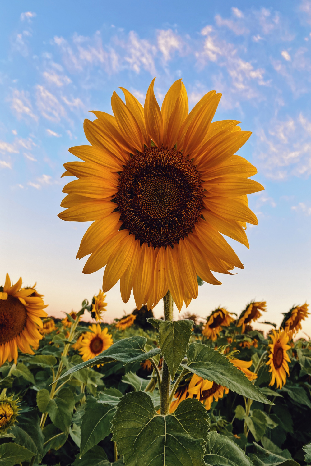 Sunflower Wallpapers: Free HD Download [+ HQ]  Unsplash