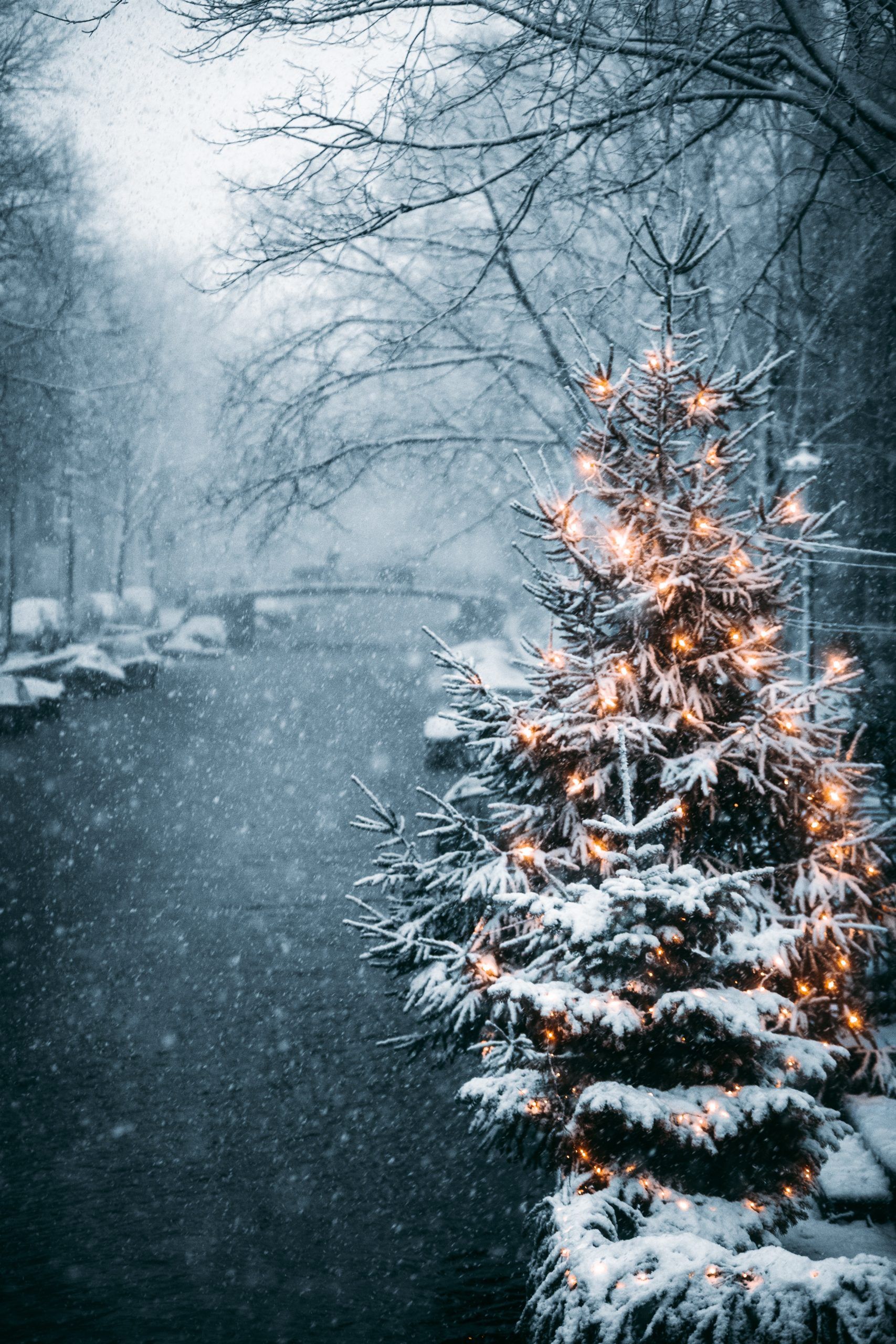 Christmas Tree Wallpaper Snow