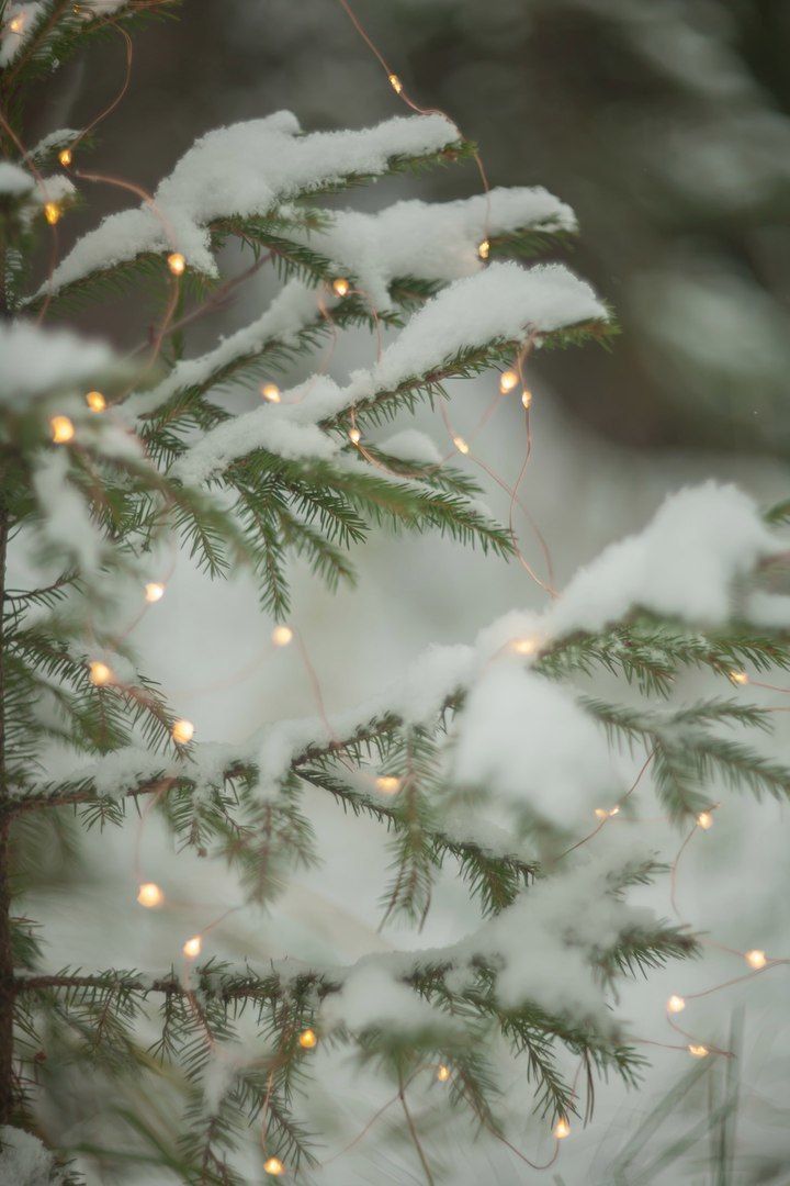 Christmas Wallpaper Trees Lights