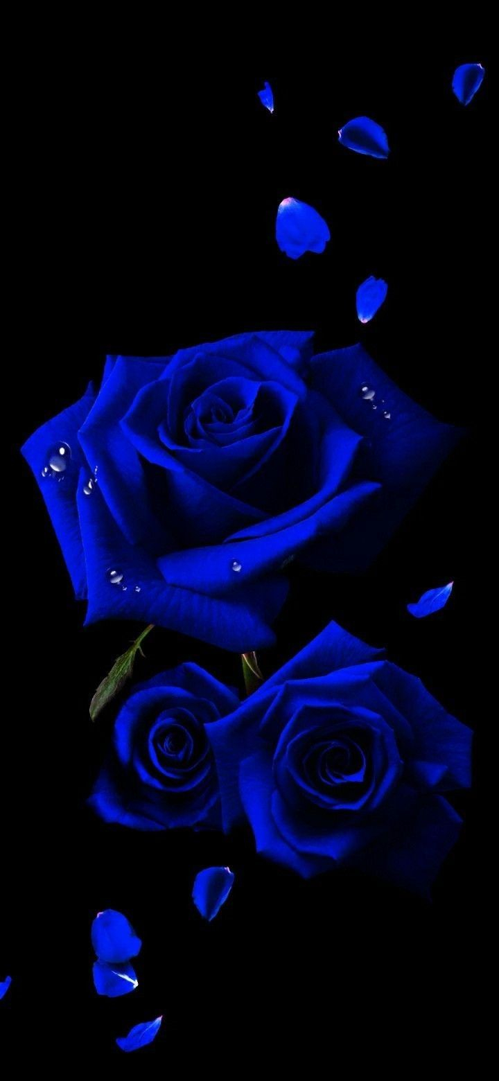 20 Cute Royal Blue Wallpaper Iphone